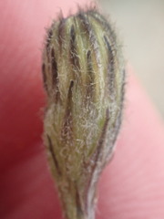 Crepis setosa