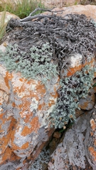 Helichrysum galpinii