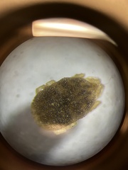 Ornithodoros turicata