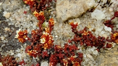 Crassula setulosa deminuta