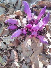 Lathraea clandestina