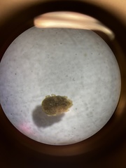 Ornithodoros turicata