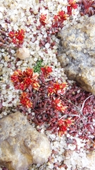 Crassula setulosa deminuta