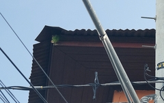 Psittacara finschi