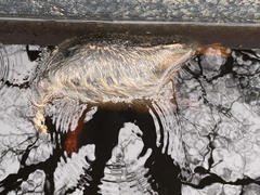 Sciuromorpha
