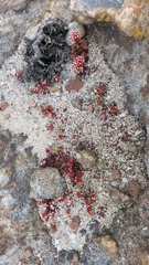 Crassula setulosa deminuta