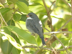 Sporophila leucoptera