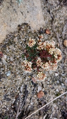 Crassula setulosa deminuta
