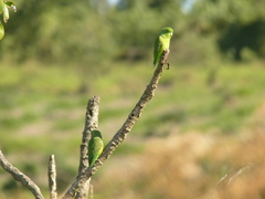 Forpus xanthopterygius