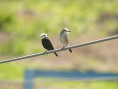 Arundinicola leucocephala