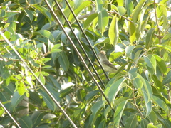 Elaenia flavogaster