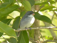 Sporophila leucoptera