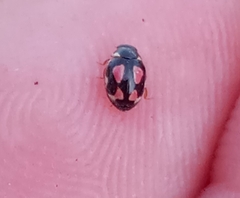 Hyperaspis festiva