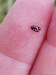 Hyperaspis festiva