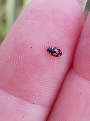 Hyperaspis festiva