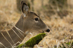 Odocoileus virginianus leucurus