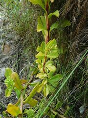 Pseudoselago serrata