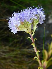 Pseudoselago serrata