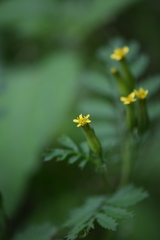 Tagetes foetidissima