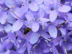 Pseudoselago serrata