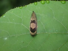 Ochetarcha miraculosa