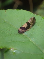 Ochetarcha miraculosa