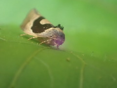 Ochetarcha miraculosa