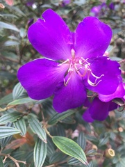 Pleroma semidecandrum