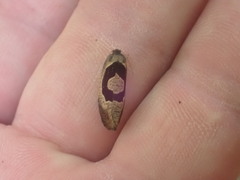 Ochetarcha miraculosa