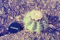 Melocactus mazelianus