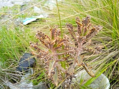 Kalanchoe × houghtonii