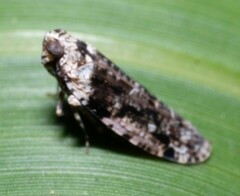 Catonia