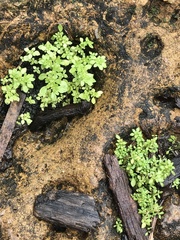 Pilea microphylla