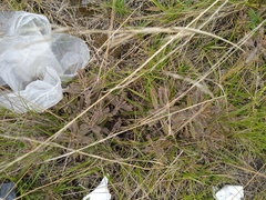 Kalanchoe × houghtonii