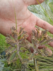 Kalanchoe × houghtonii