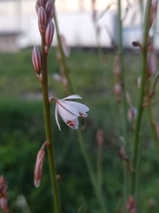 Asphodelus fistulosus