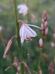 Asphodelus fistulosus