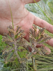 Kalanchoe × houghtonii