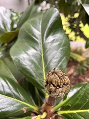 Magnoliaceae
