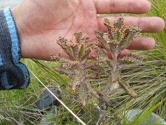 Kalanchoe × houghtonii