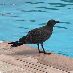 Leucophaeus fuliginosus