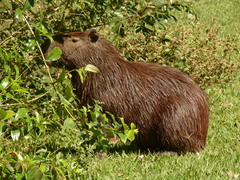 Hydrochoerus hydrochaeris