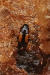 Tachinus subterraneus