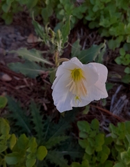 Oenothera centaurifolia