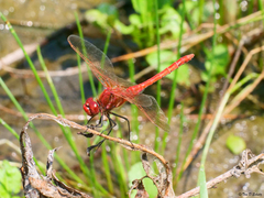 Sympetrum madidum