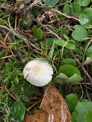 Inocybe pudica