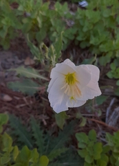 Oenothera centaurifolia