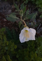 Oenothera centaurifolia