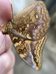 Opsiphanes boisduvallii