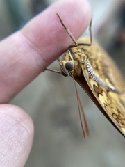 Opsiphanes boisduvallii